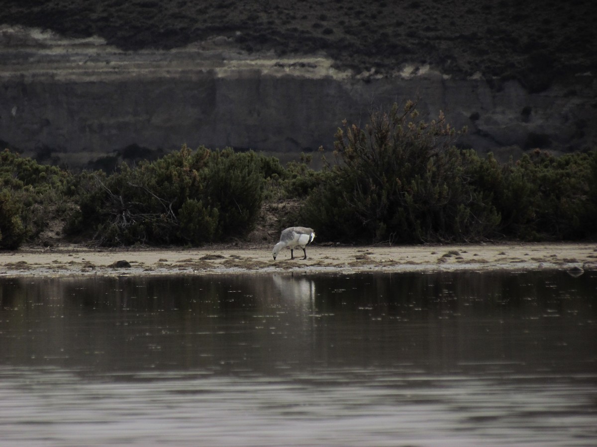 Upland Goose - ML121014861