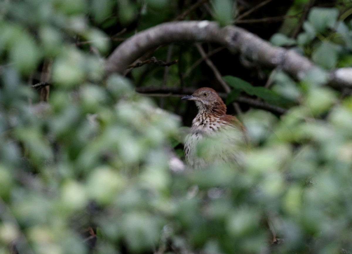 Brown Thrasher - ML121015021