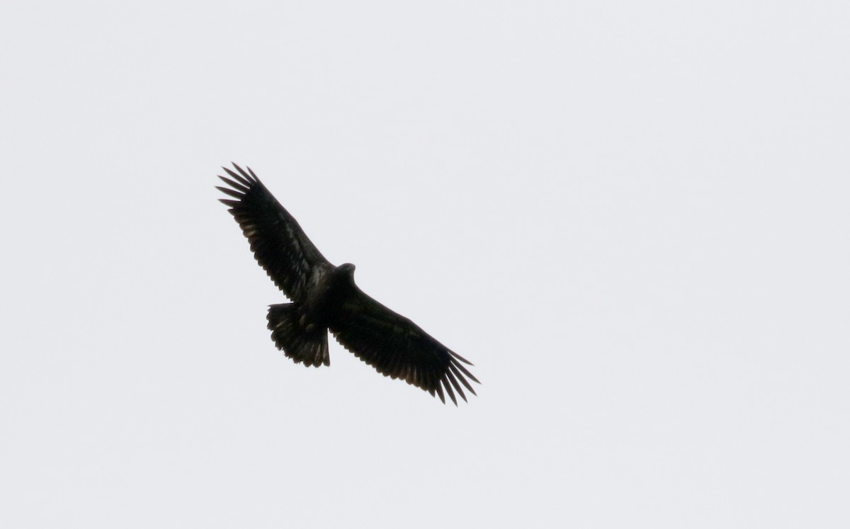 Bald Eagle - ML121015051