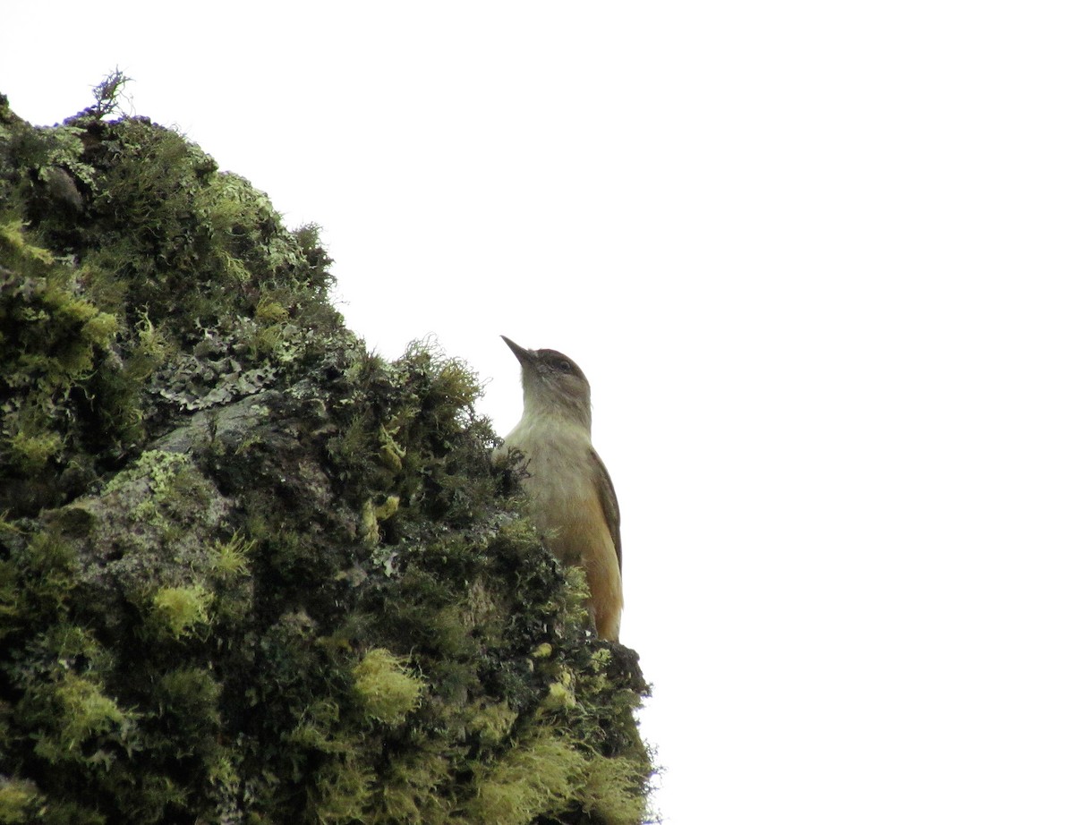 Cinnamon-bellied Ground-Tyrant - ML121015501