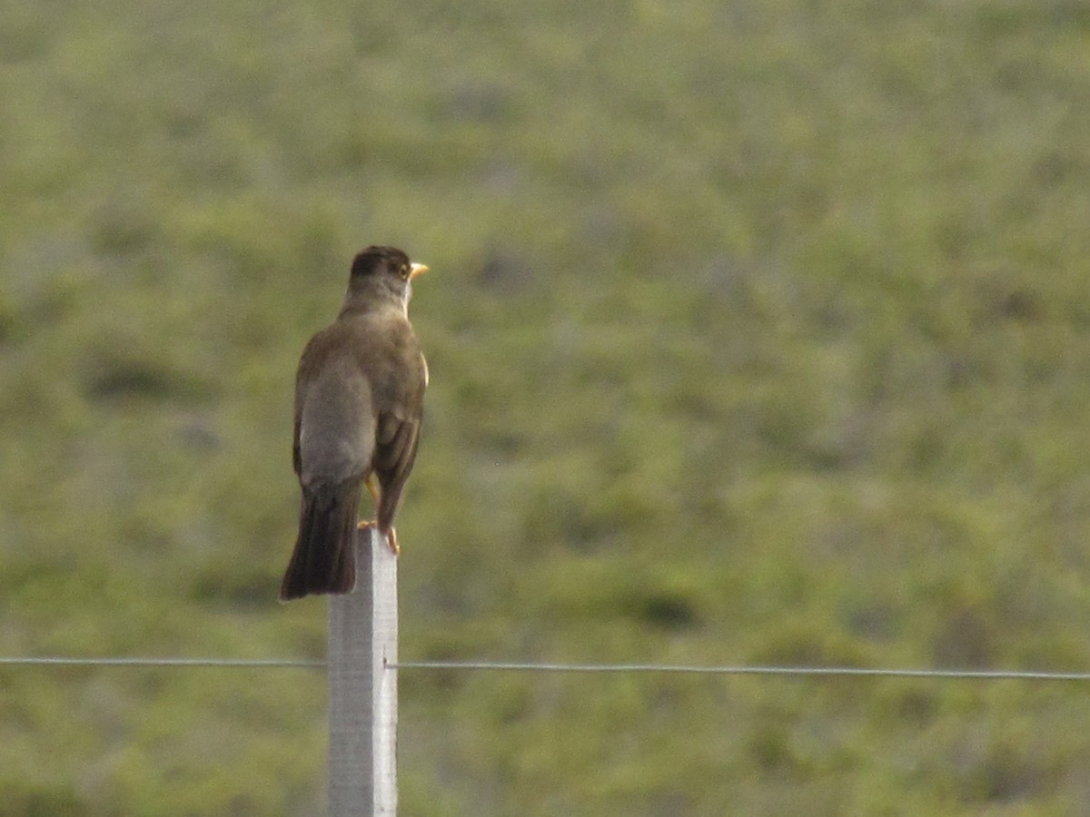 Austral Thrush - ML121015821