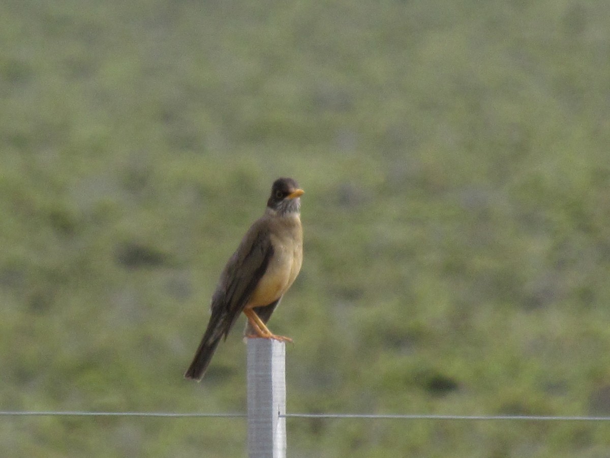 Austral Thrush - ML121015861