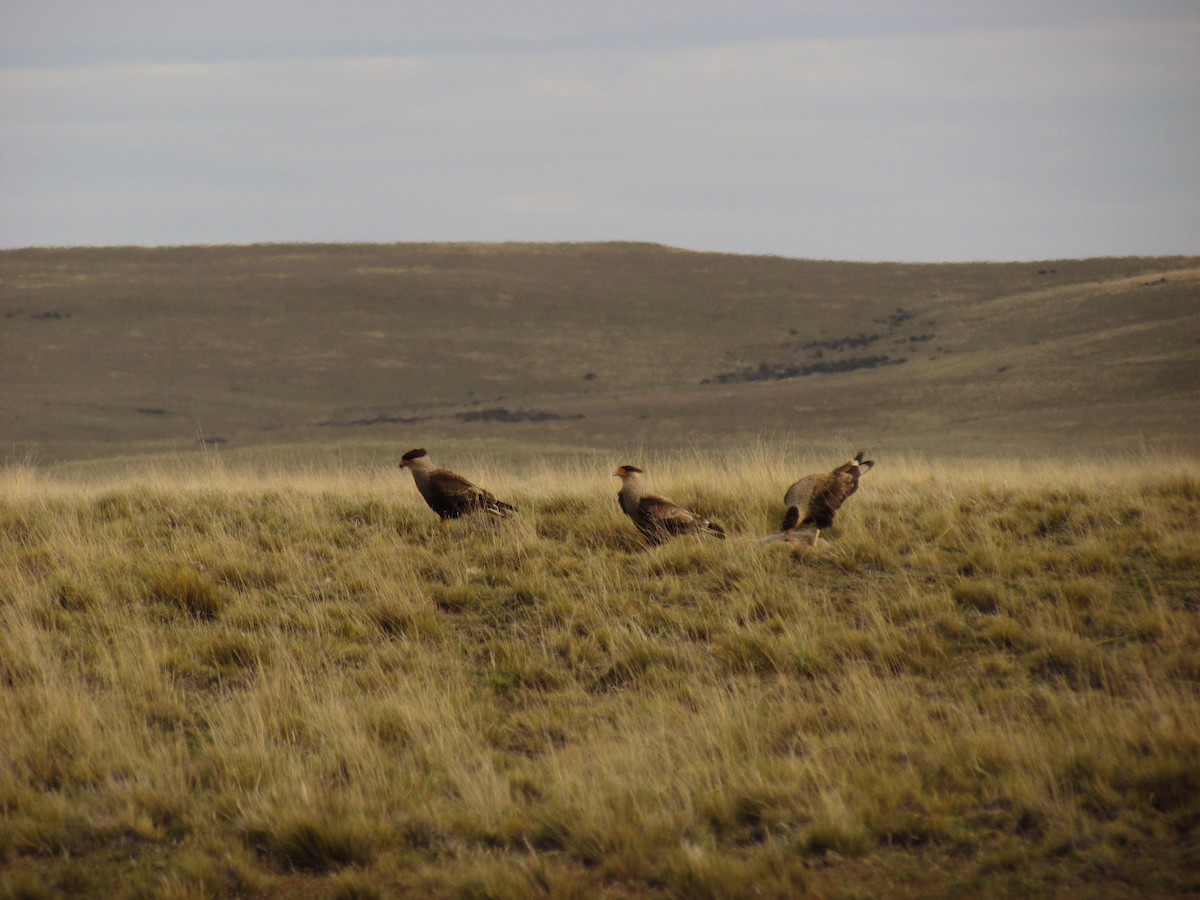 Crested Caracara (Southern) - ML121016601