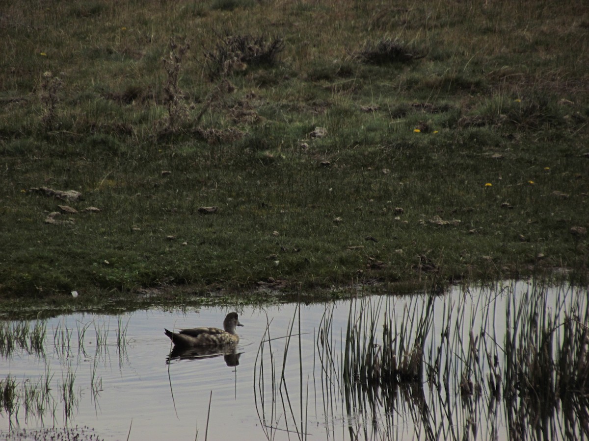 Crested Duck - ML121018481