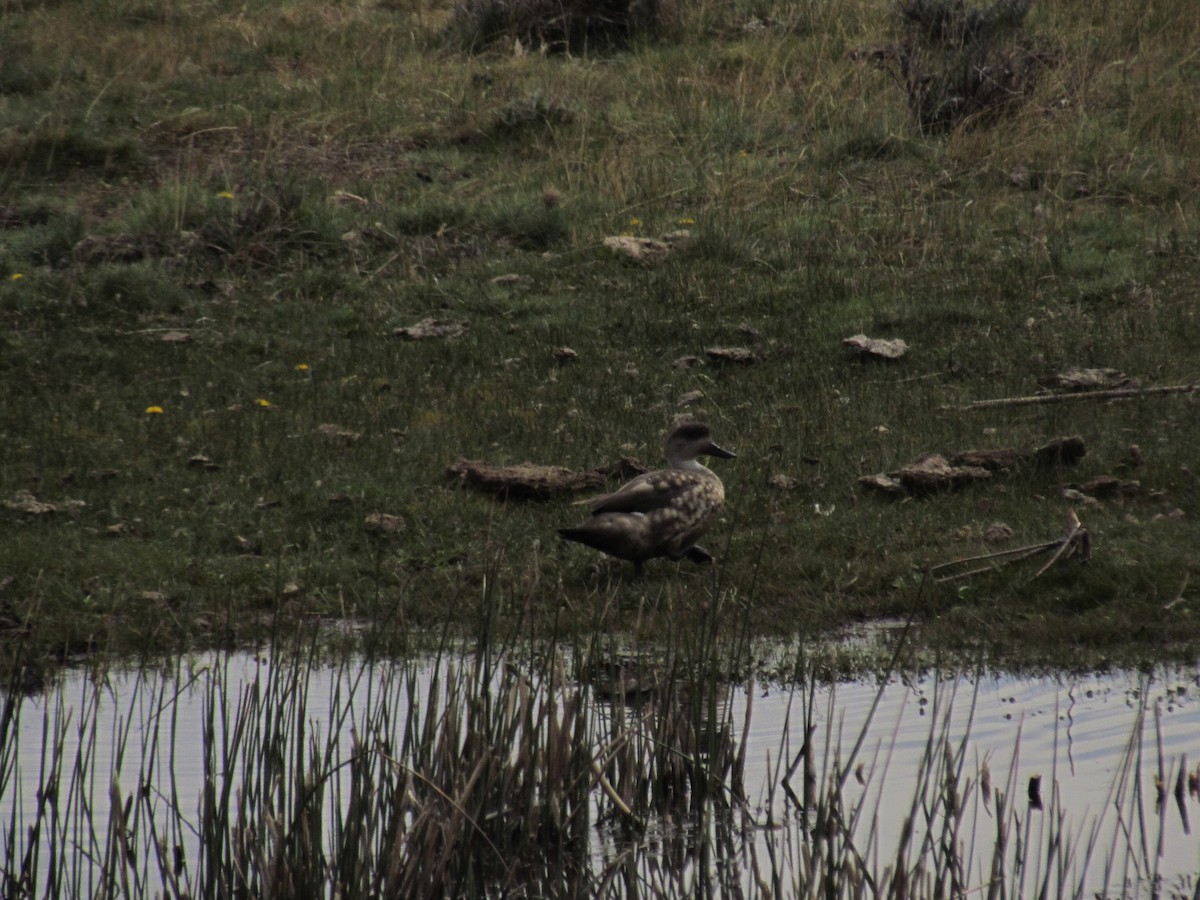 Crested Duck - ML121018691