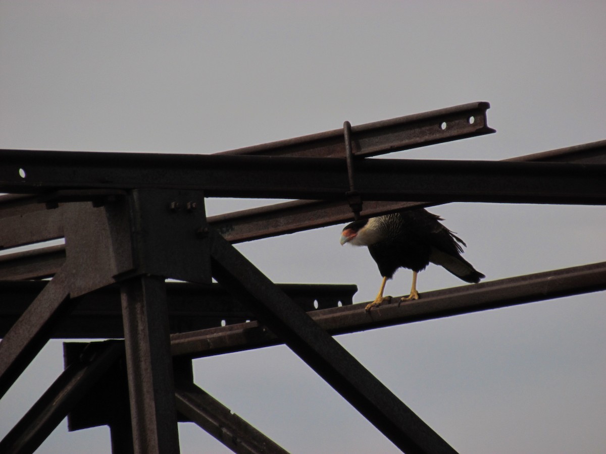 Crested Caracara (Southern) - ML121019331