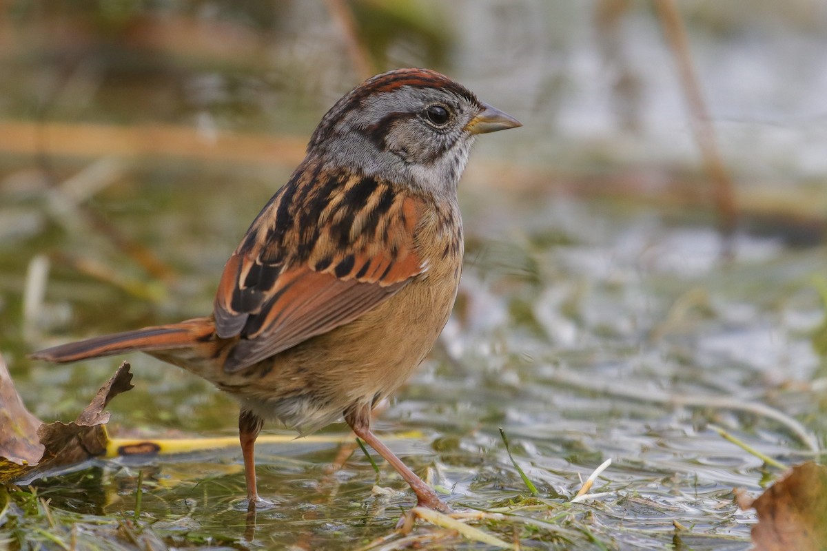 Swamp Sparrow - ML121019381