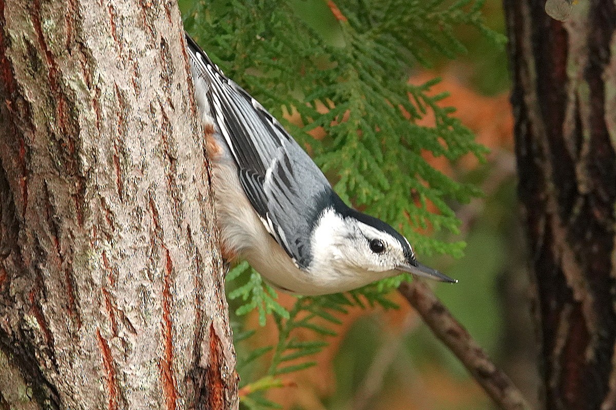 White-breasted Nuthatch - ML121020171