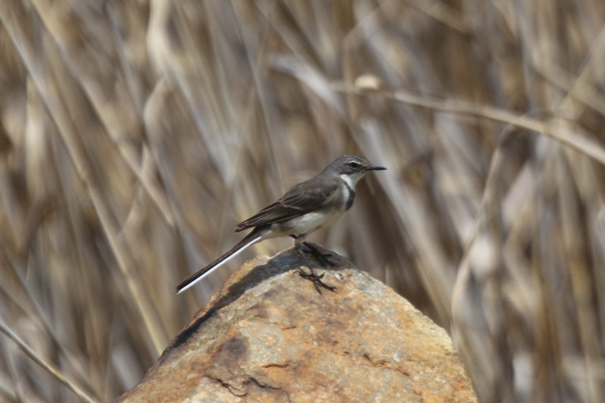 Cape Wagtail - ML121021261