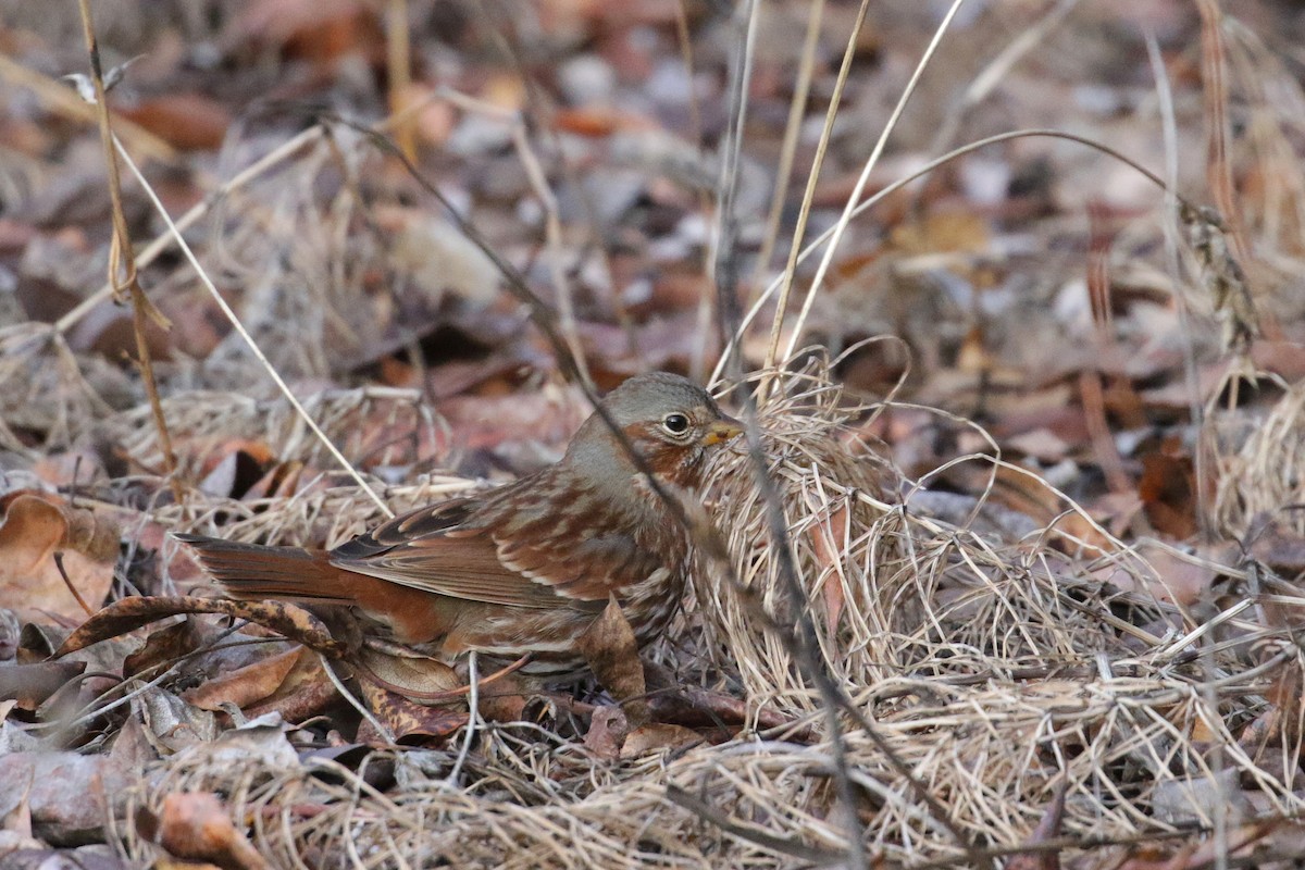 Bruant fauve (iliaca/zaboria) - ML121022881