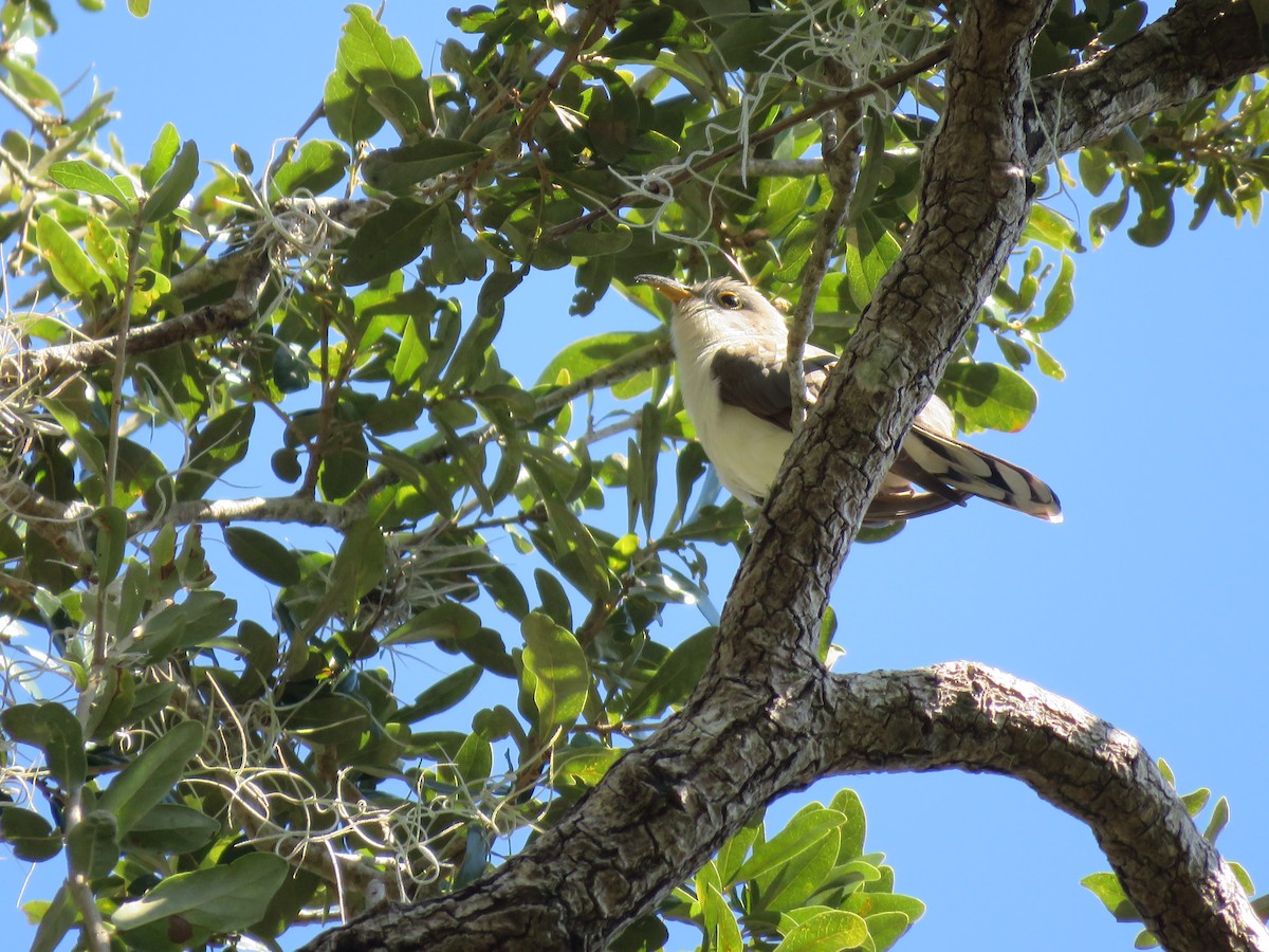 Yellow-billed Cuckoo - ML121023181