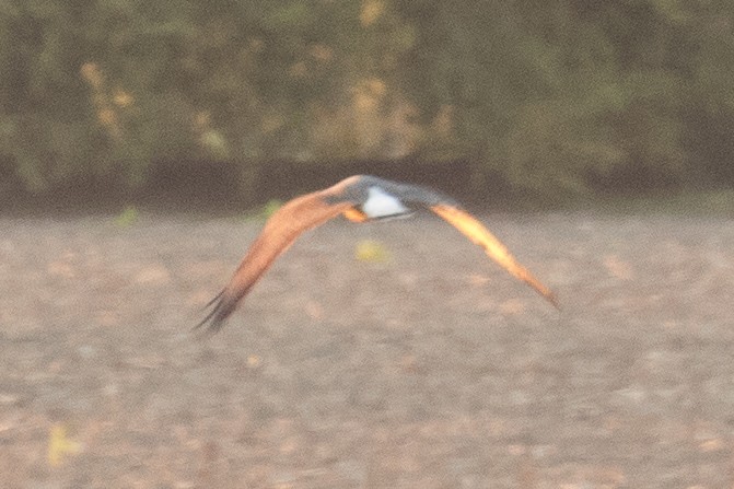 White-tailed Hawk - ML121023501