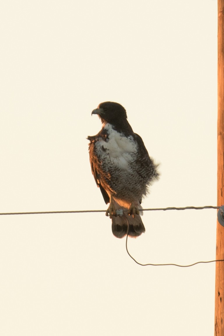 White-tailed Hawk - ML121023511