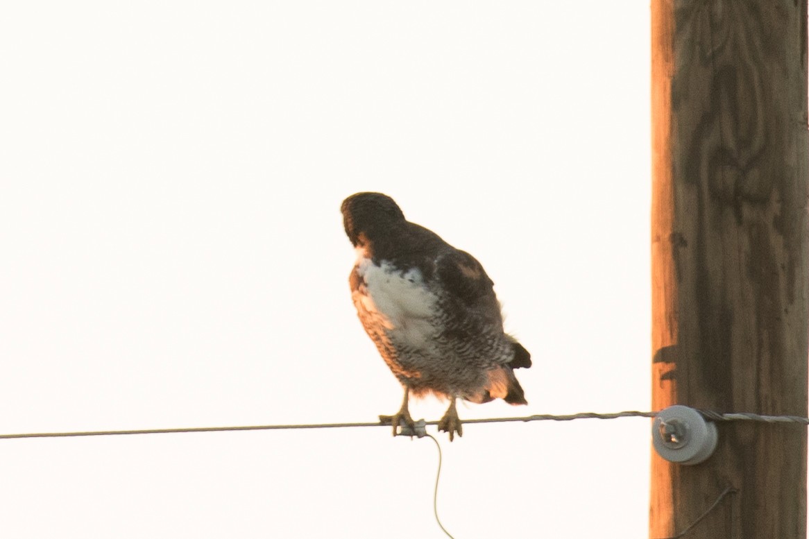 White-tailed Hawk - ML121023521