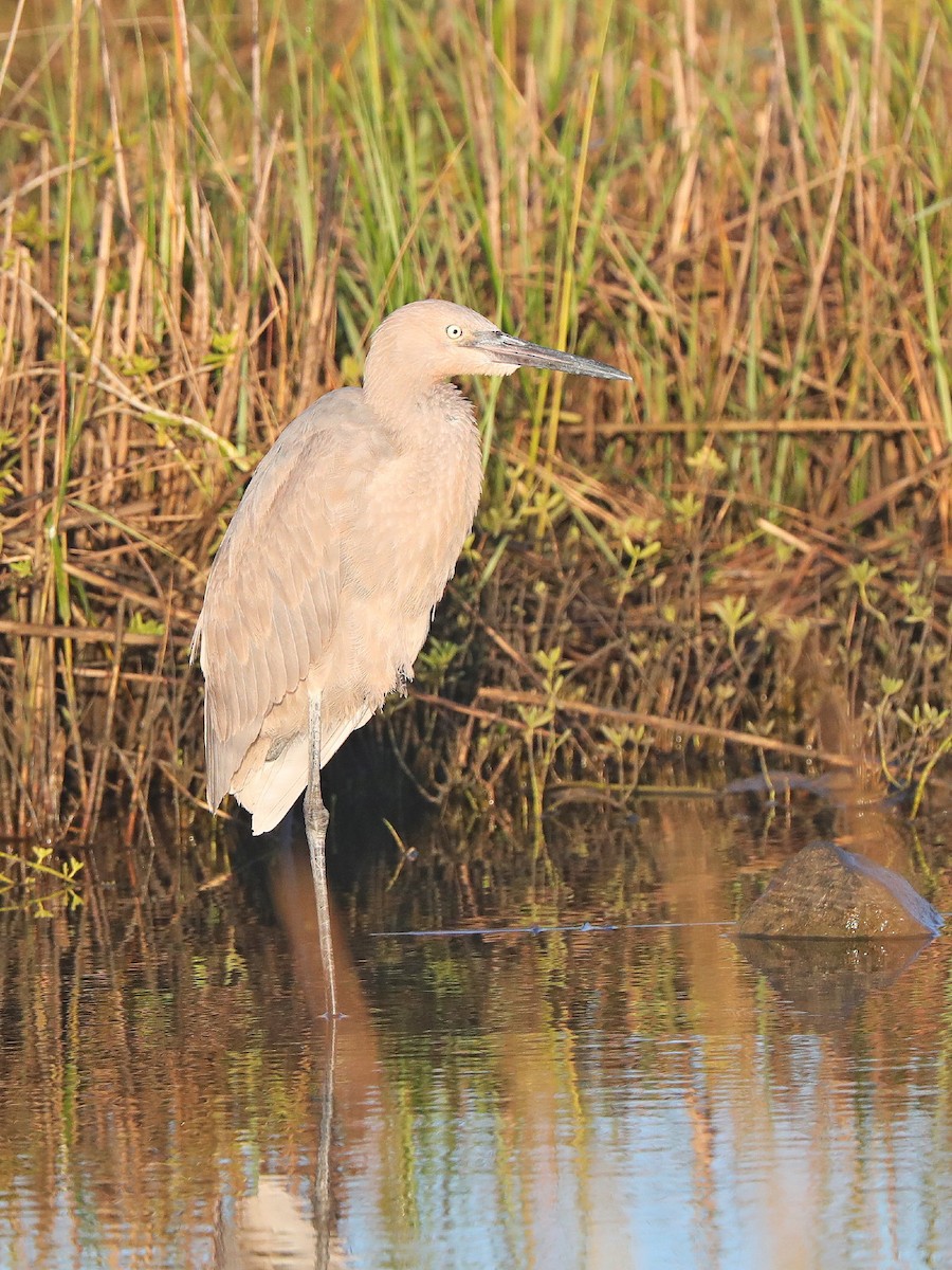 Reddish Egret - ML121027251