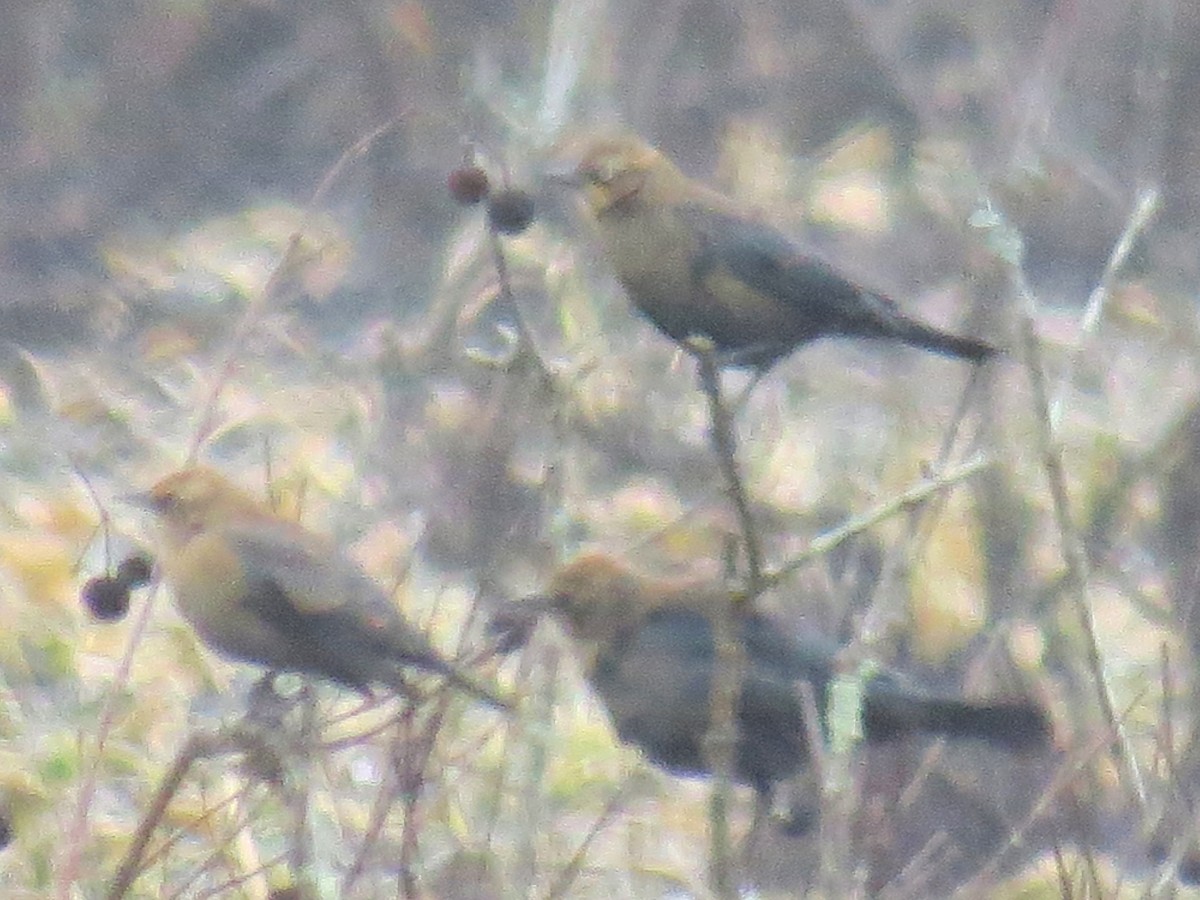 Rusty Blackbird - ML121028061