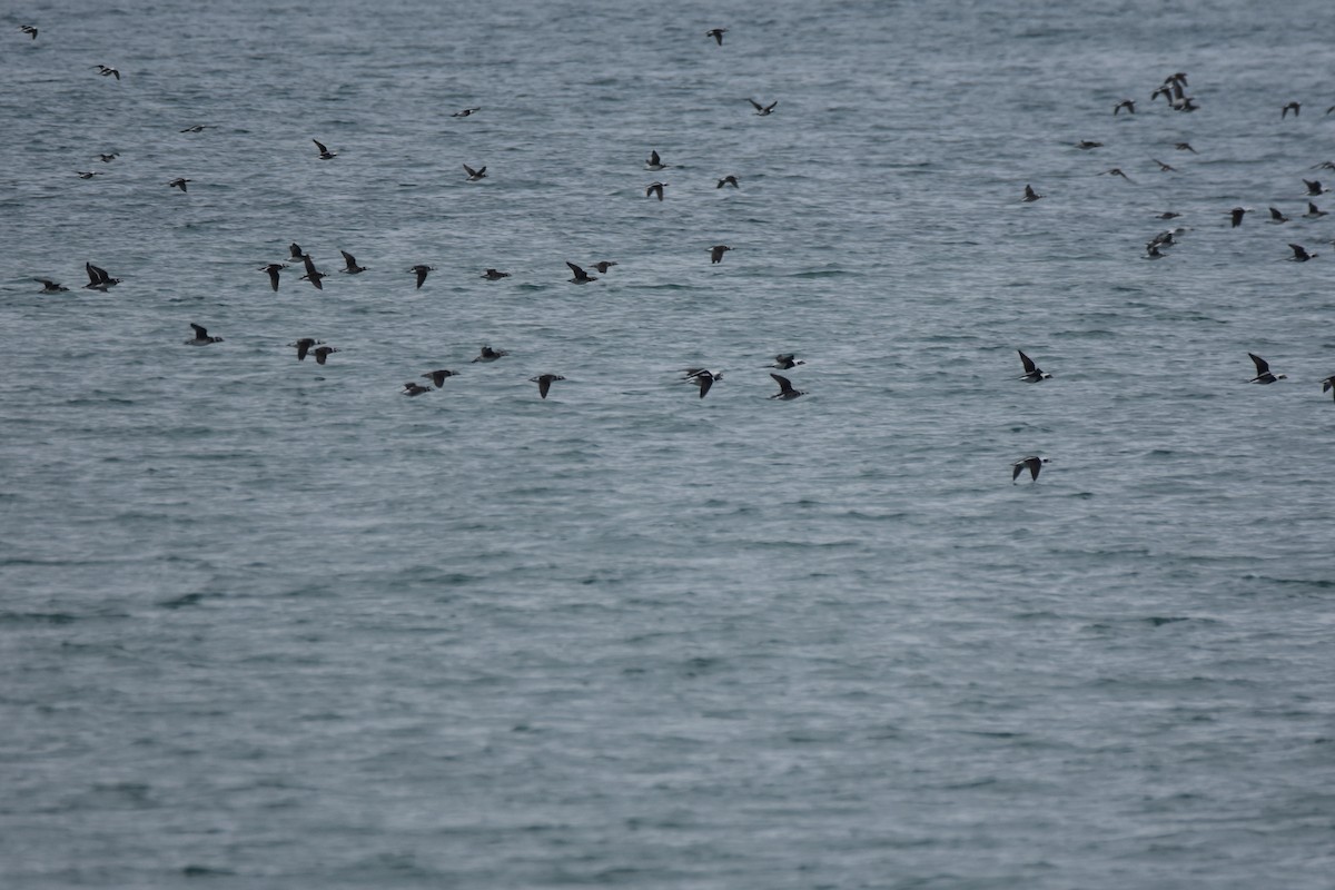 Long-tailed Duck - ML121028311