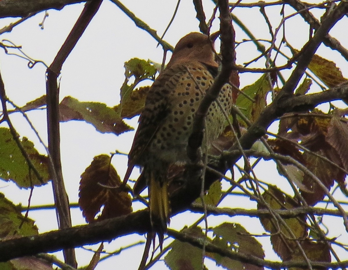 Northern Flicker - Marie Furnish