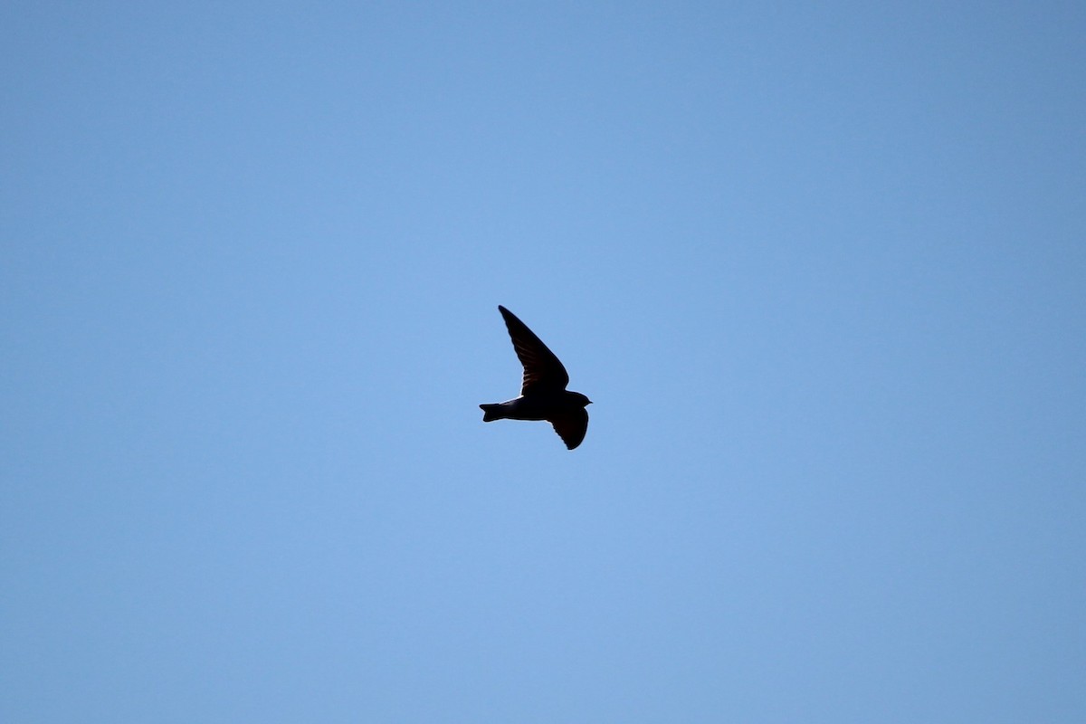 Tree Swallow - ML121031411