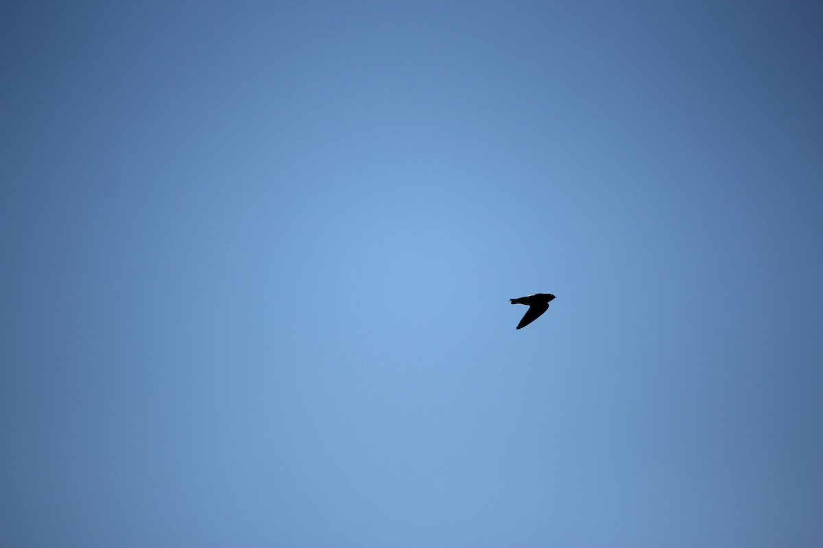 Tree Swallow - ML121031441