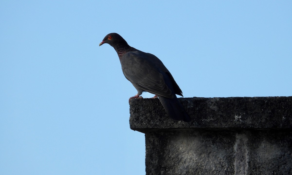 Pigeon à cou rouge - ML121032031