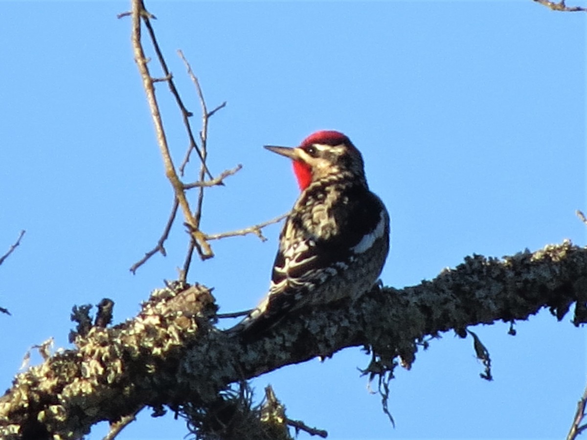 Red-naped Sapsucker - ML121032091