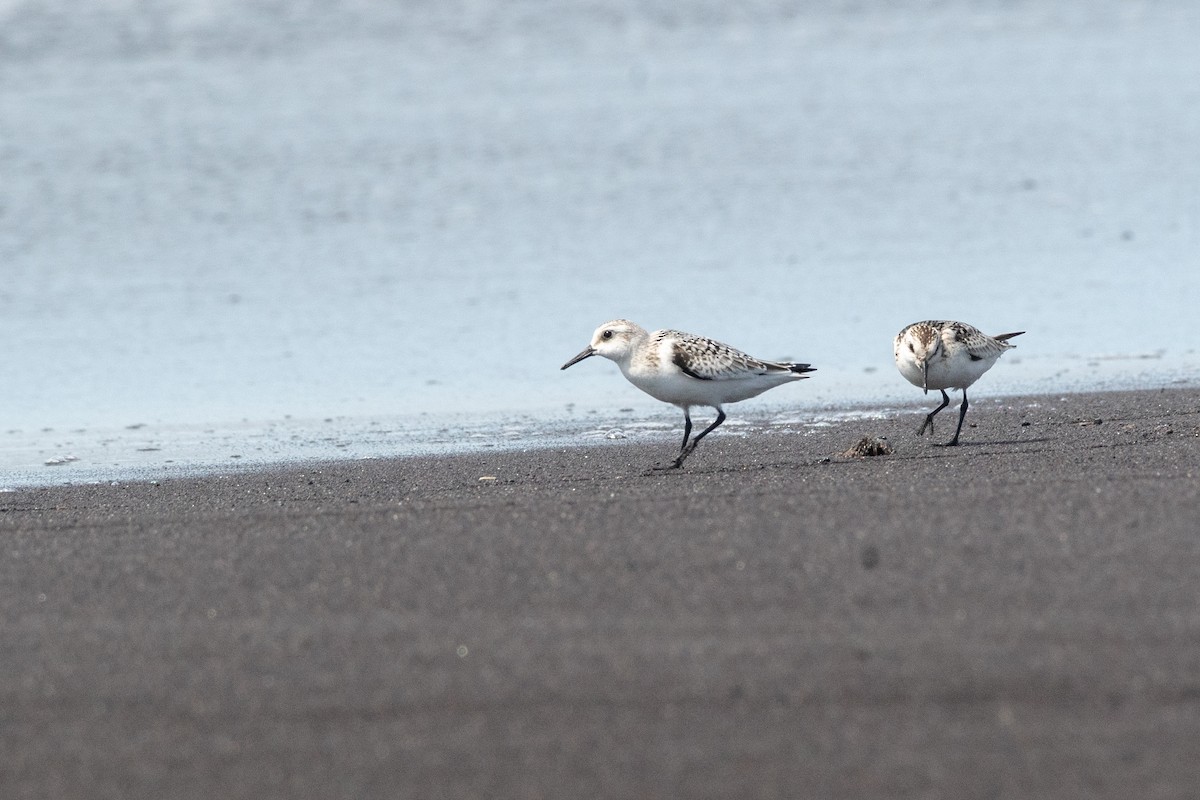 Sanderling - ML121032861