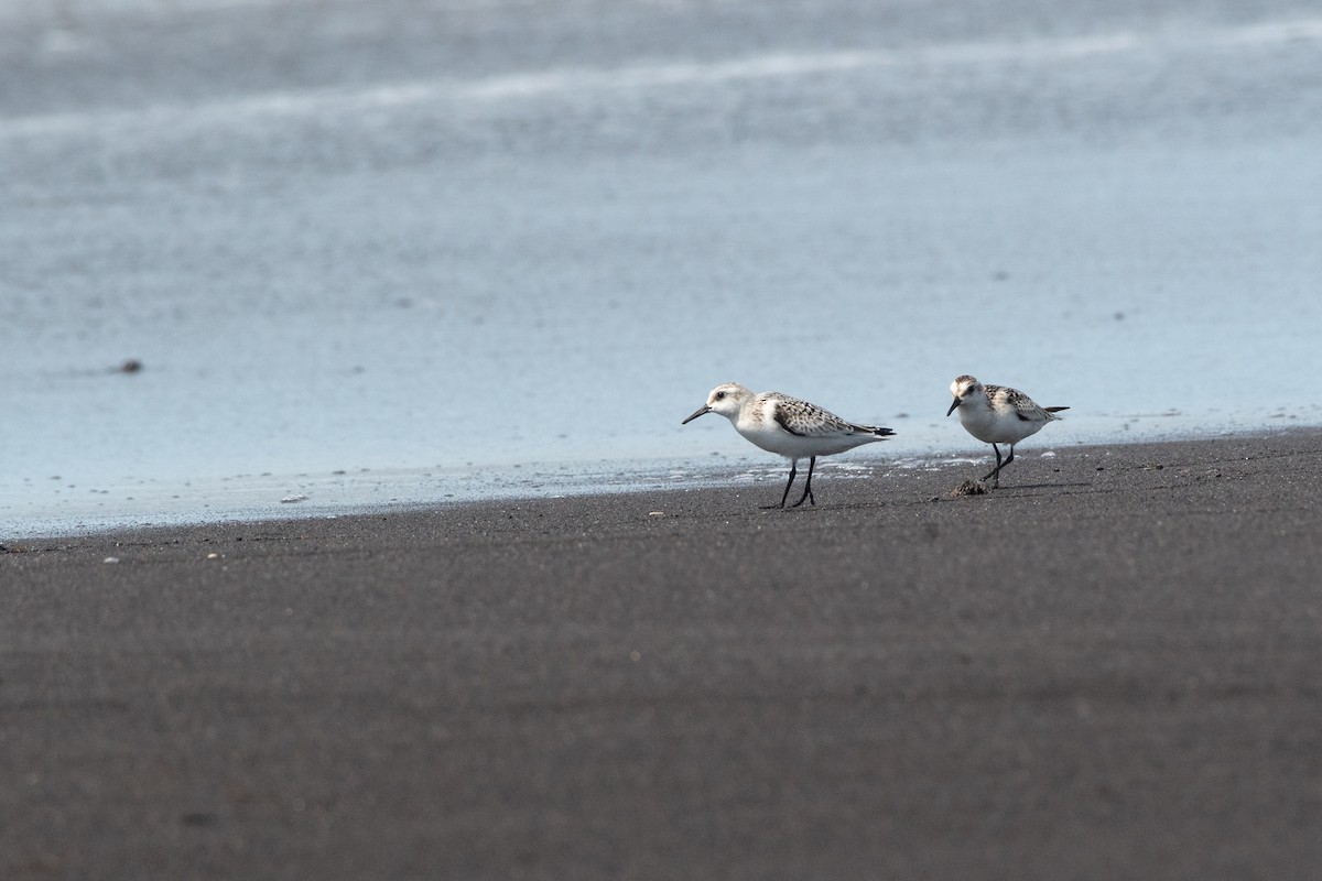 Sanderling - ML121033201