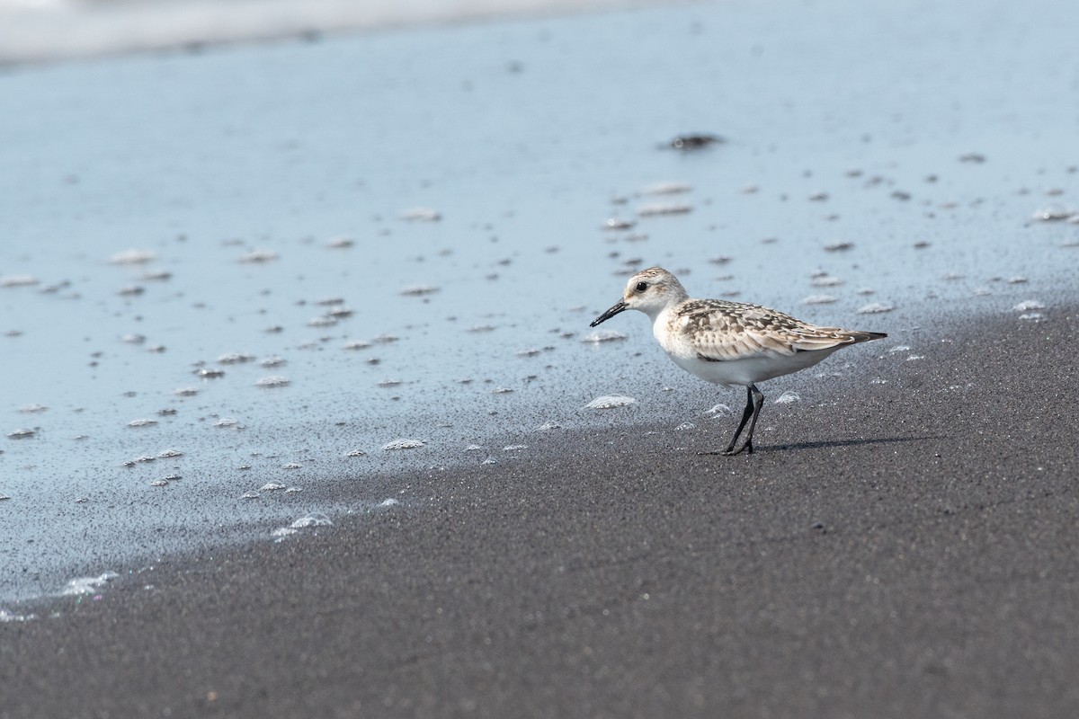 Sanderling - ML121033611