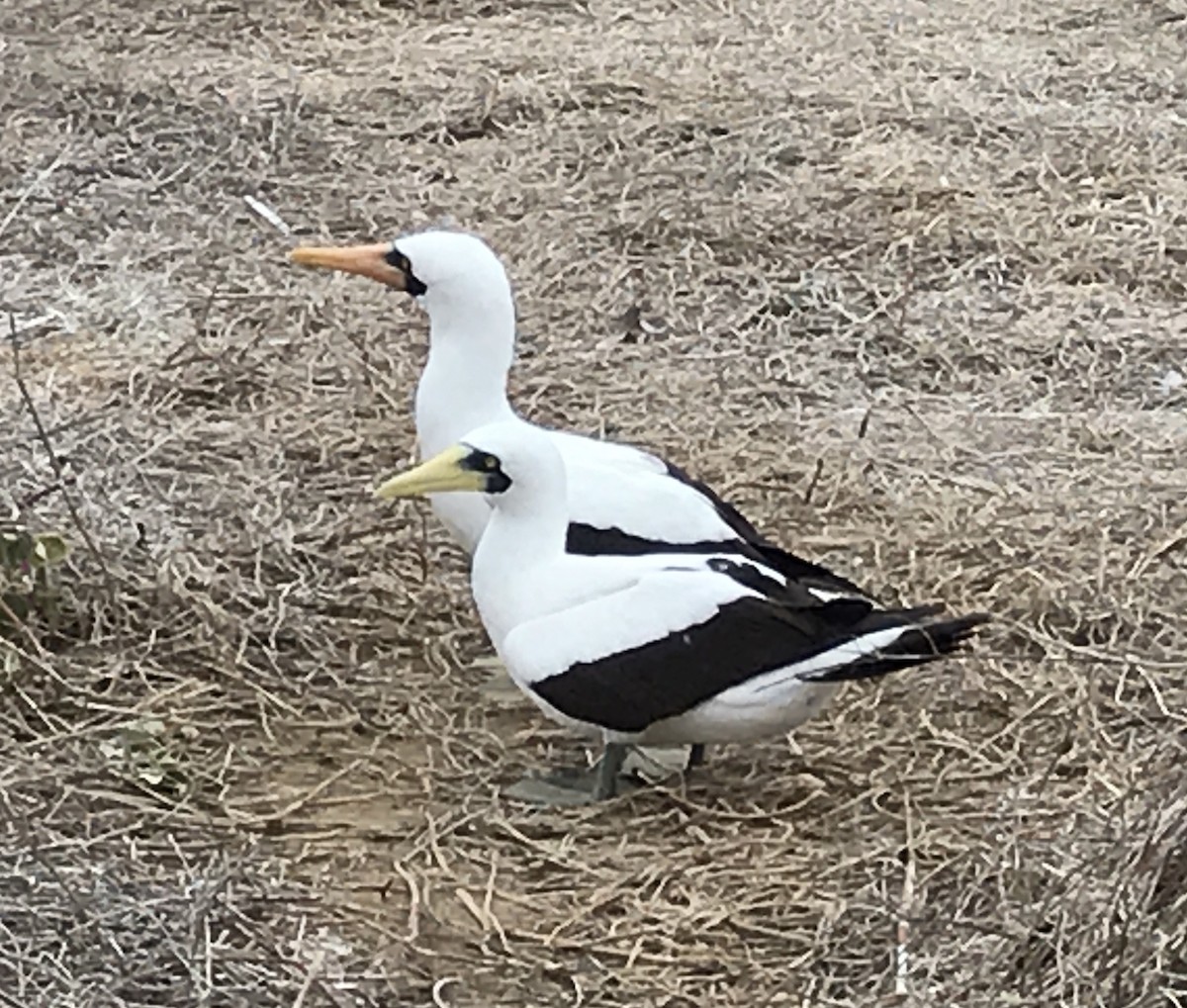 Masked Booby - ML121034911