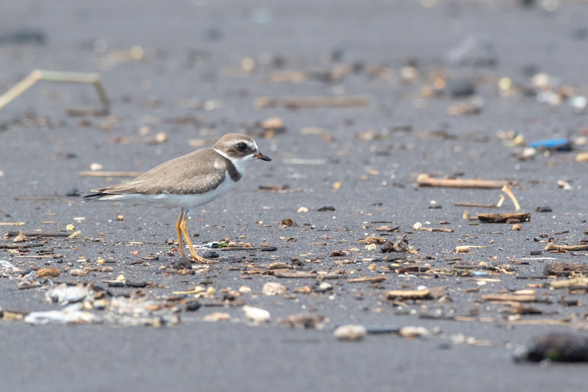 Semipalmated Plover - ML121035291