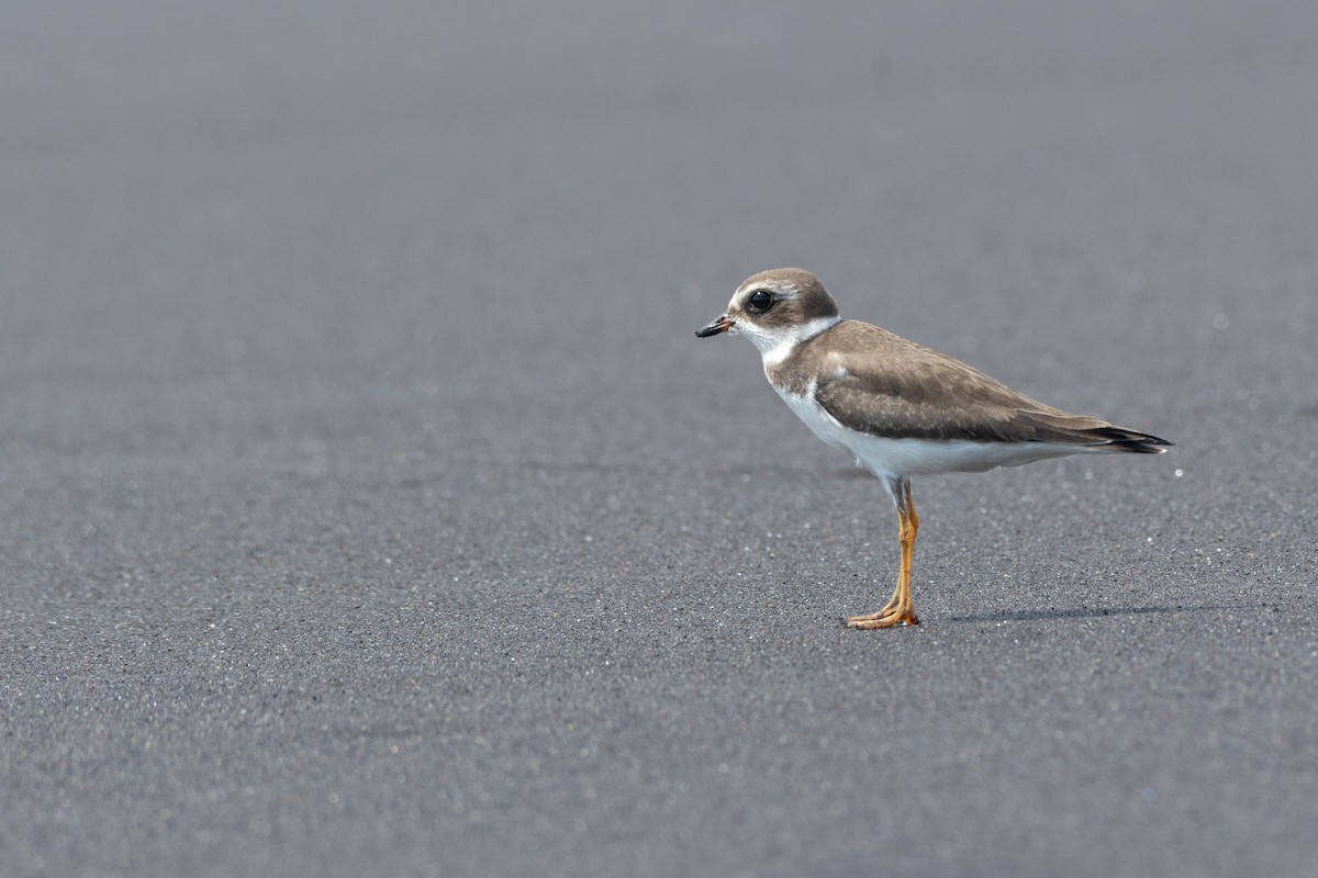 Semipalmated Plover - ML121035711