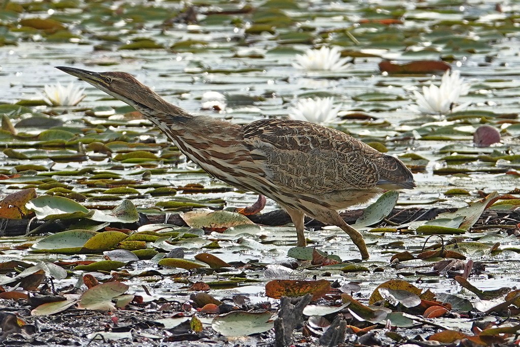 American Bittern - ML121035781