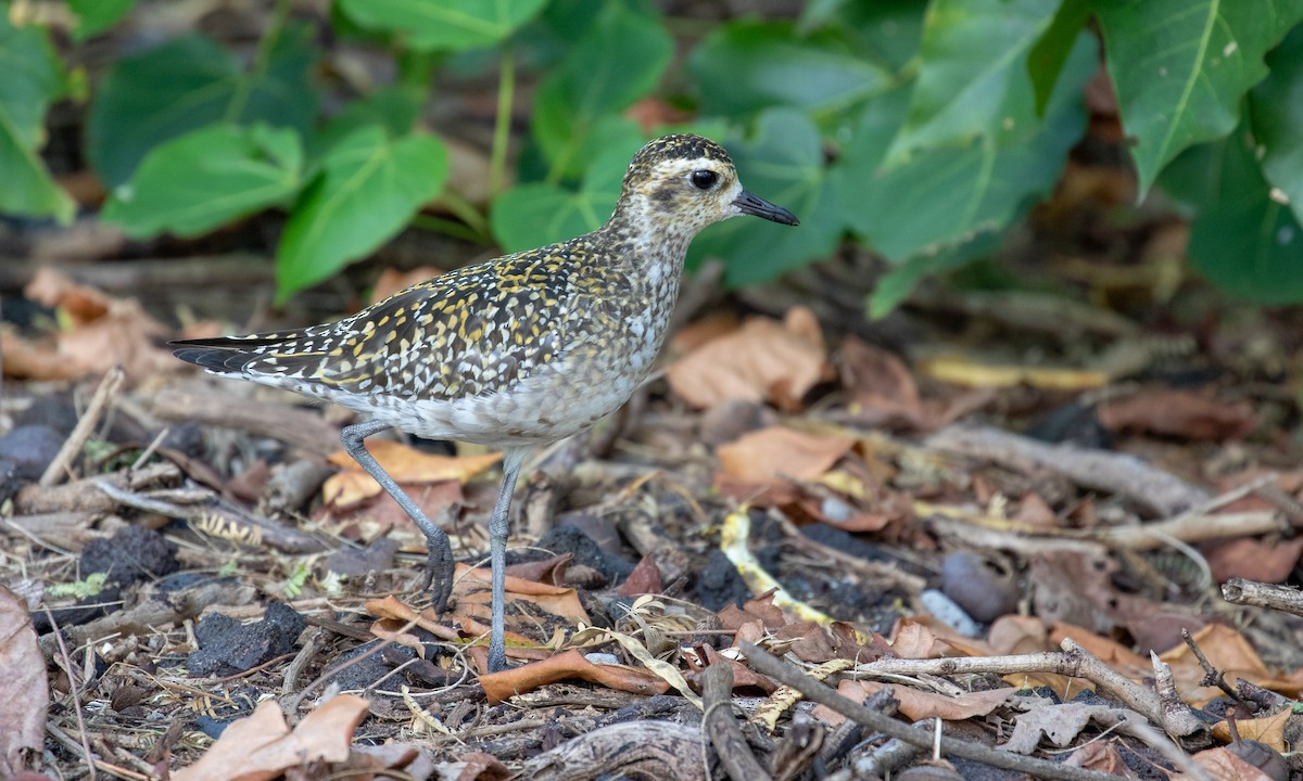 Pacific Golden-Plover - Drew Weber