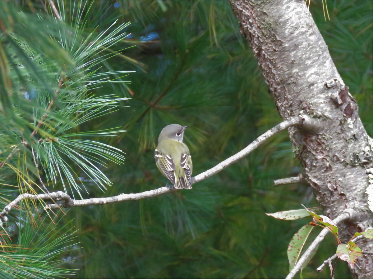 Blue-headed Vireo - ML121038711