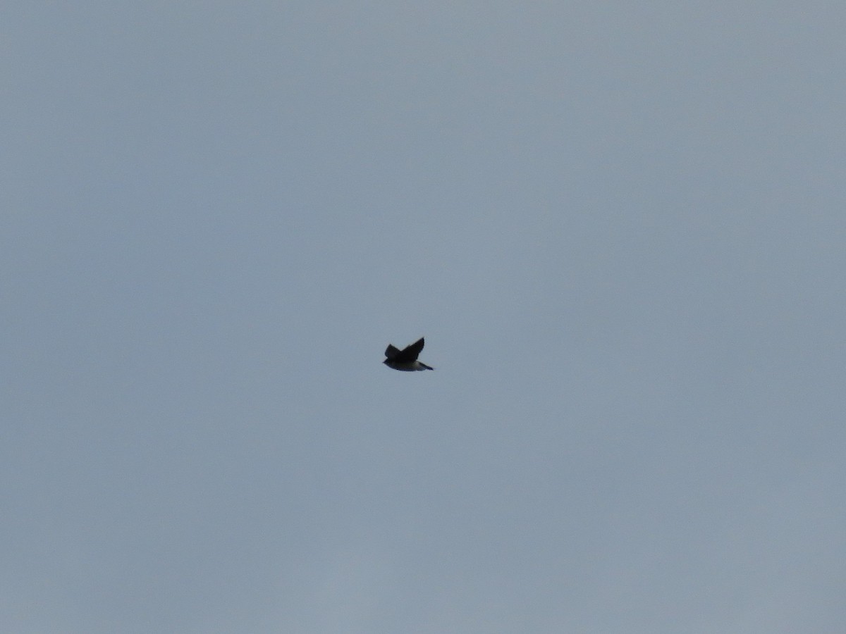 Chimney Swift - ML121039031