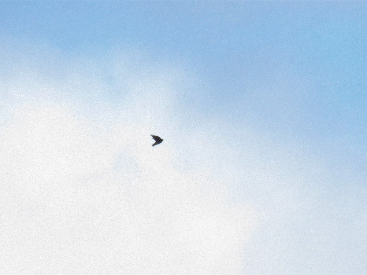 Chimney Swift - ML121039051