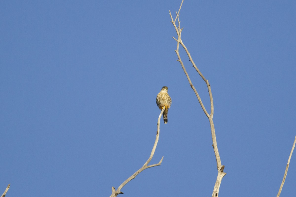 Boz Doğan (columbarius) - ML121039741