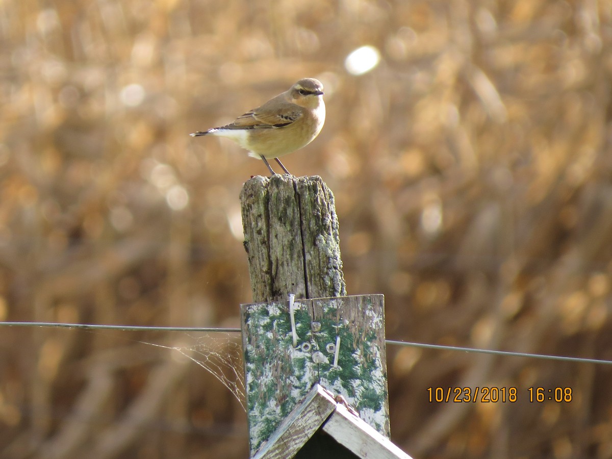 Northern Wheatear - ML121040371