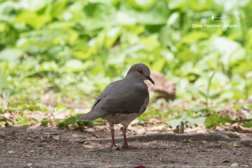 White-tipped Dove - ML121043701