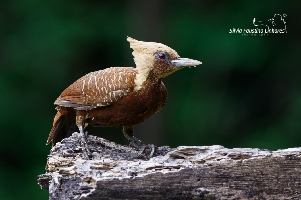 Pale-crested Woodpecker - ML121043871