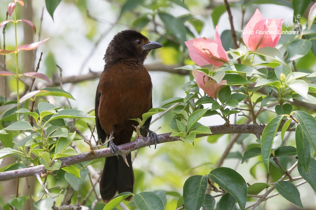 Silver-beaked Tanager - ML121044061