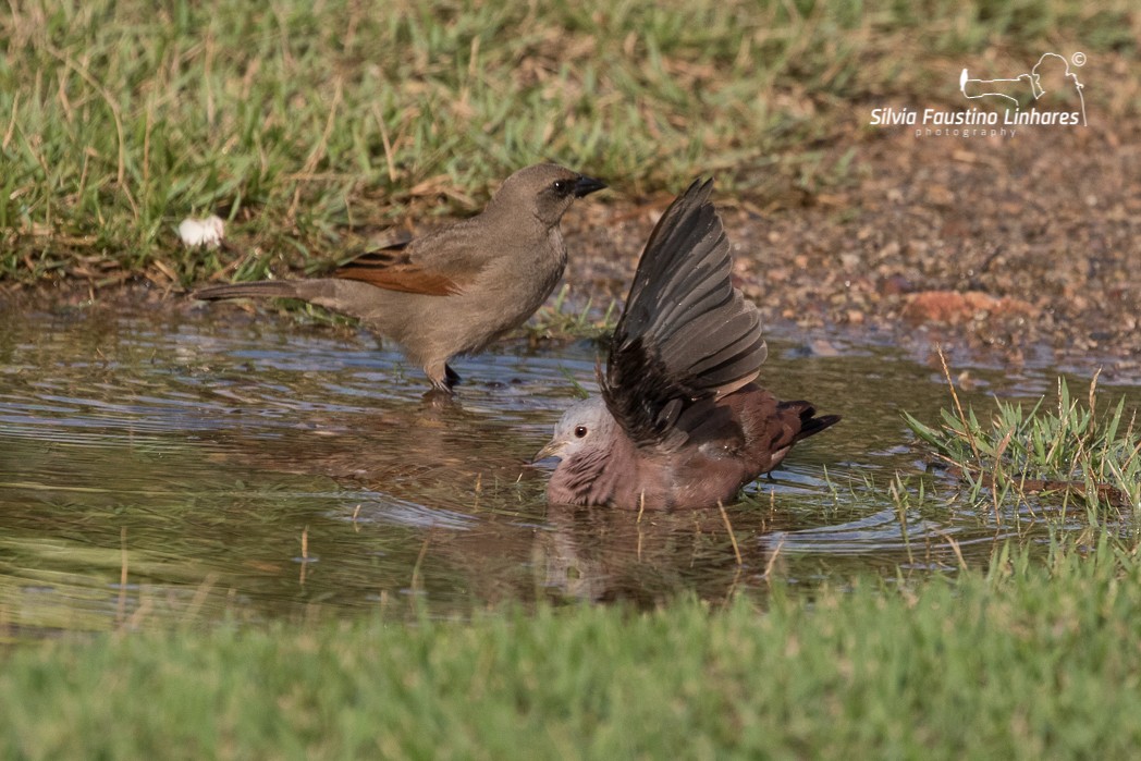 Ruddy Ground Dove - ML121044141