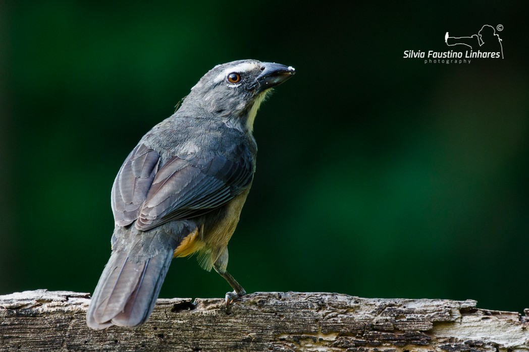 Bluish-gray Saltator - ML121044151