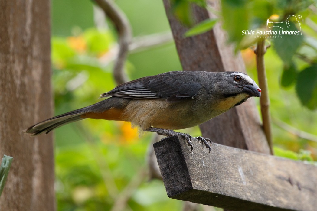 Bluish-gray Saltator - ML121044191