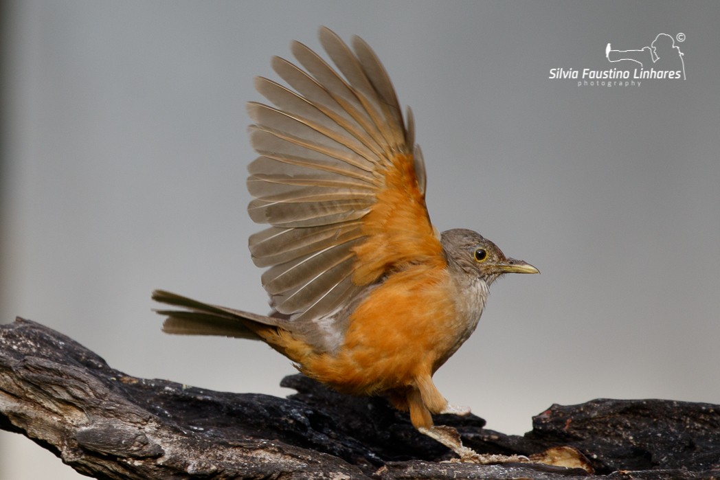 Rufous-bellied Thrush - ML121044311