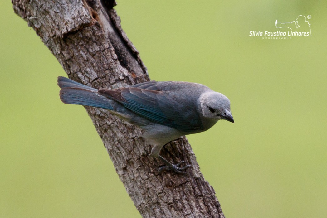 Sayaca Tanager - ML121044431