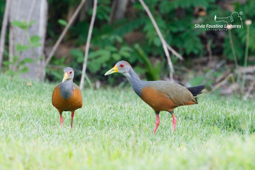 Gray-cowled Wood-Rail - ML121044591