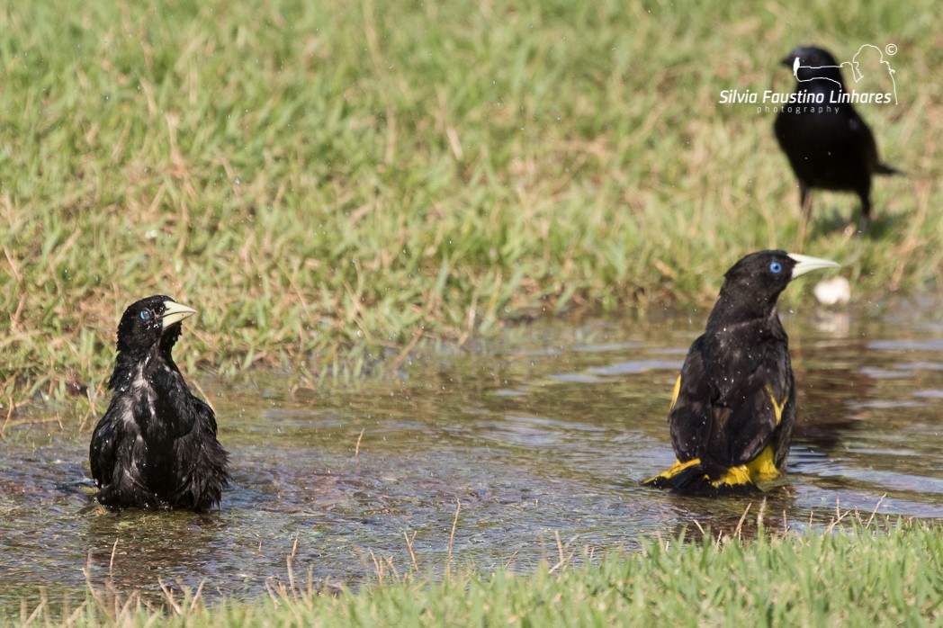 Yellow-rumped Cacique - ML121044721