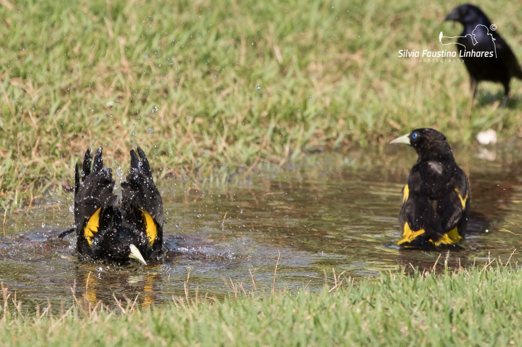 Yellow-rumped Cacique - ML121044731